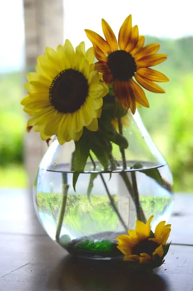 Taze çiçekler, organik ev bahçe demet. Kasımpatı ve ayçiçeği vazoda. Güzel ev çiçek bahçesi, Porto Riko.