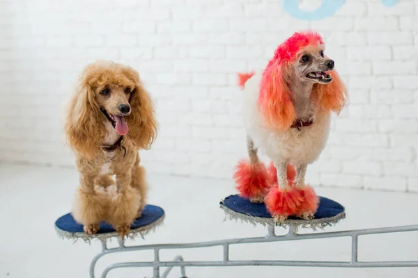 Colorful poodle and dog