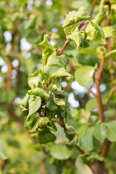 Disease Leaves Vines Pears Close Damage Rot Parasites Concept Protection — Stock Photo, Image