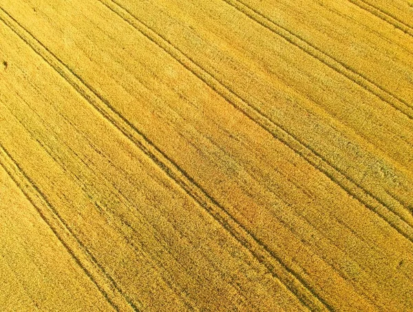 Золотые Зерновые Поля Рельсами Грузовиков Вид Сверху — стоковое фото