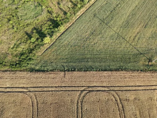 Geteilte Felder Aus Gelbem Korn Und Grüne Wiese Luftaufnahme — Stockfoto