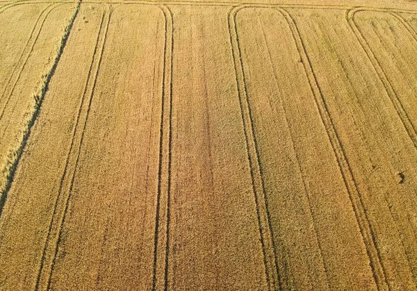 Gelbe Weizenfelder Mit Lkw Spuren Luftaufnahme — Stockfoto