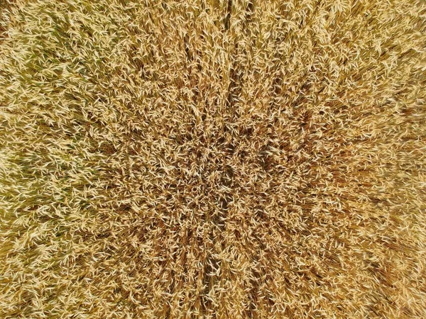 Close up on wheat field, aerial top view.