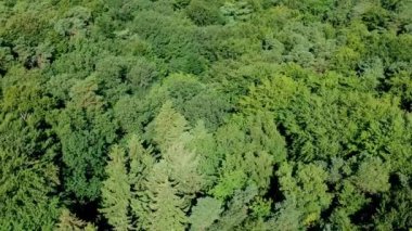 Yavaş yavaş üzerinde uçan tacı iğne yapraklı orman ağaçları rüzgarlı gün boyunca, havadan görünümü 