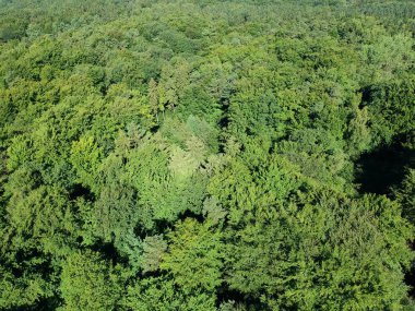 Yaz gün boyunca iğne yapraklı orman üzerinde havadan görünümü