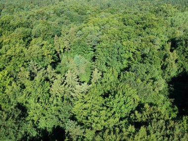 Yaz gün boyunca iğne yapraklı orman üzerinde havadan görünümü.