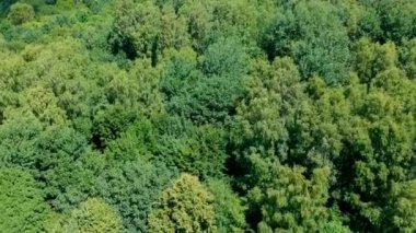 Rüzgarlı bir gün, hava görünümünü sırasında yaprak döken orman yukarıda uçan