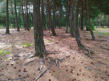 Zemin ile eski iğne yapraklı ağaçlar koniler ile dolu.