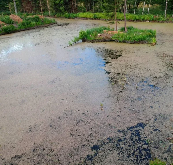 Vue Aérienne Sur Zone Marécageuse Avec Île Arbres Asclépiade — Photo