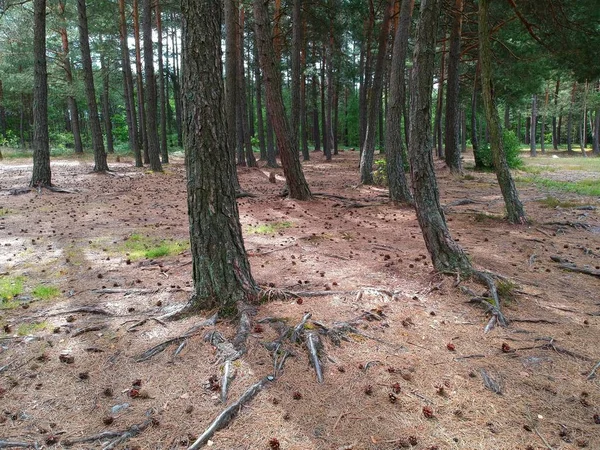 Zemin ile eski iğne yapraklı ağaçlar koniler ile dolu.