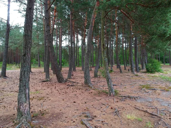 Vecchie Conifere Con Terreno Pieno Coni — Foto Stock