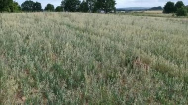 Vahşi kahverengi tavşan çim yeme havadan görüntüleri