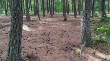 İleri eski orman iğne yapraklı ağaçların gövde arasında uçan