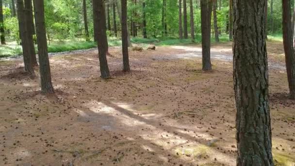 Voando Para Trás Entre Tronco Árvores Coníferas Floresta Velha — Vídeo de Stock