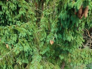 Çam kozalakları şube, havadan görünümü üzerinde asılı.
