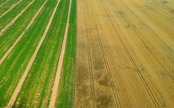 Вид Воздуха Разделение Половину Поля Пшеницы Картофеля — стоковое фото