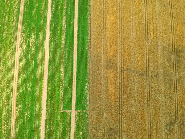 Комбайн Сбора Зерна Пшеничном Поле Воздушный Вид Урожай — стоковое фото
