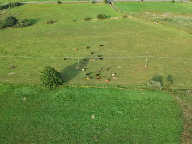 Mera çayır sahada, havadan görünümü dinlenme sığır sürüsü.