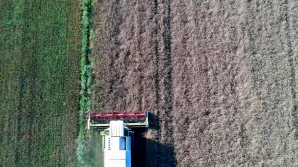 Aerial View Working Harvester Wheat Field Cutting Mulching — Stock Video