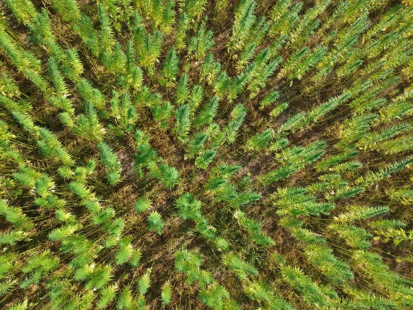 マリファナ雑草フィールドの行の空中写真 — ストック写真