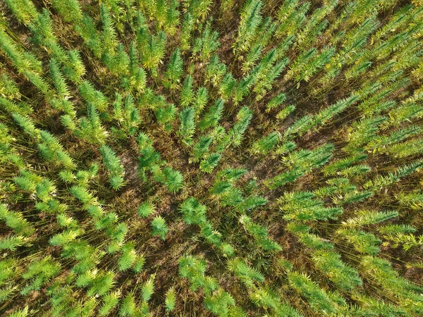 Vista Aérea Sobre Hileras Marihuana Campo Malas Hierbas — Foto de Stock