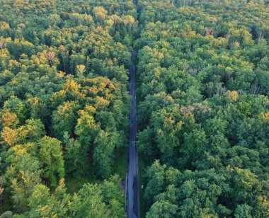 Yeşil ormanda gizli asfalt yolda havadan görünümü