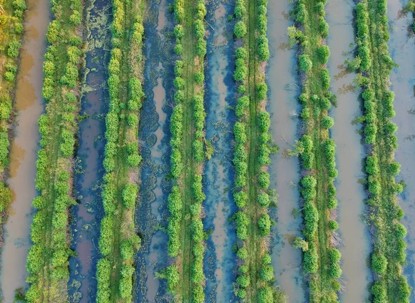 Luftaufnahme Der Ökologischen Wasseraufbereitungsanlage — Stockfoto