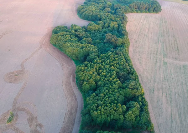Вид Воздуха Зеленый Лес Посреди Пшеничного Поля — стоковое фото