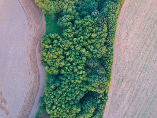 Luftaufnahme Von Grünem Wald Inmitten Eines Weizenfeldes — Stockfoto