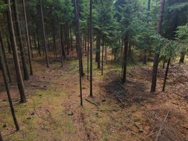 Karanlık iğne yapraklı orman sonbahar başında üzerinde havadan görünümü