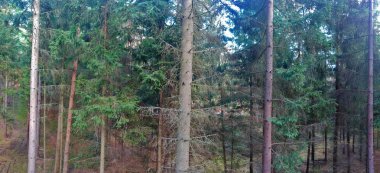 Karanlık iğne yapraklı orman sonbahar başında hava panorama görünüm