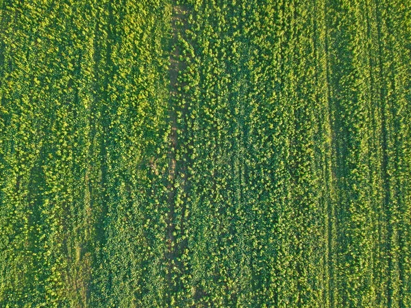 Vista Aérea Sobre Campo Verde Textura Detallada — Foto de Stock