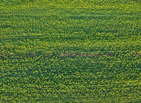 Luftaufnahme Auf Grünem Feld Detaillierte Textur Horizontaler Position — Stockfoto