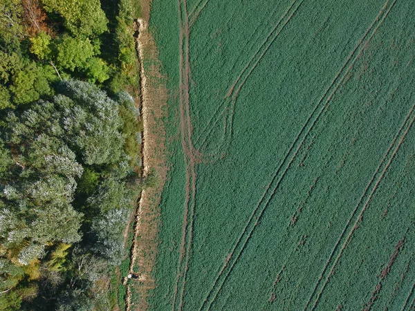 Luftaufnahme Von Wald Und Grünem Feld Geteilt Durch Feldweg — Stockfoto