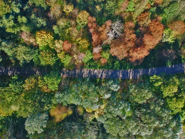 Aerial view on colorful forest with hidden road during autumn season