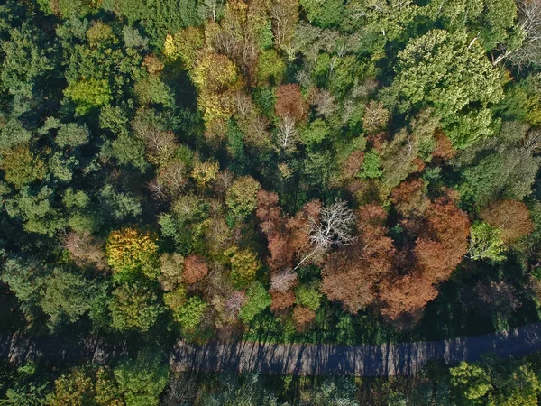 Aerial view on colorful forest with hidden road during autumn season