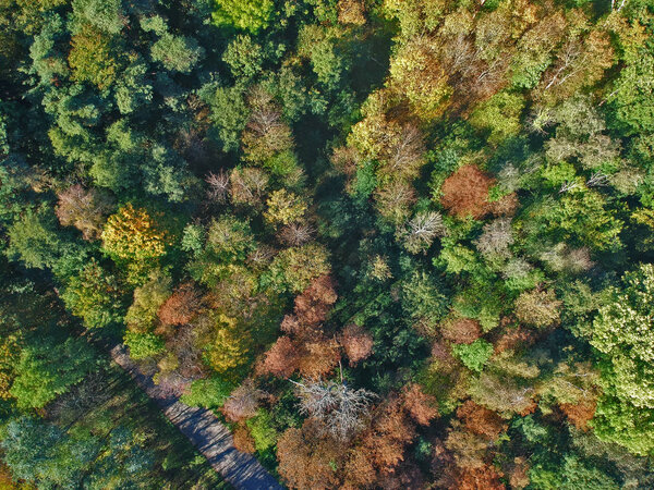 Aerial view on colorful forest with hidden road during autumn season