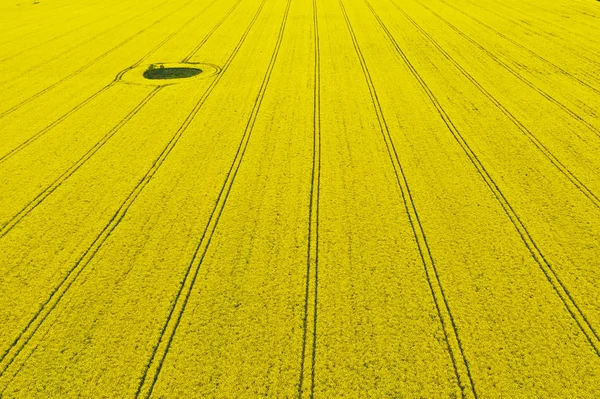 中央とトラクタートラックに土壌スポットを持つ開花菜種の黄色のフィールド上の航空視点. — ストック写真