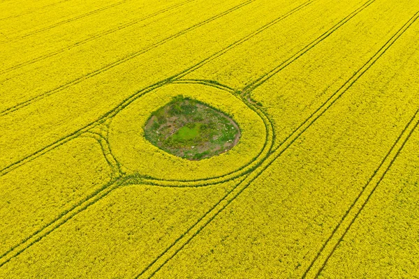 Vista de perspectiva aérea sobre el campo amarillo de colza en flor con mancha de suelo en el medio y orugas de tractor . — Foto de Stock