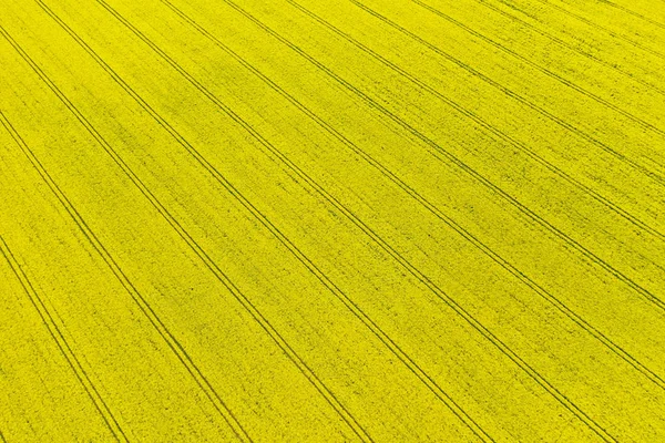 Vista de perspectiva aérea sobre campo amarillo de colza en flor con orugas de tractores en línea diagonal . — Foto de Stock