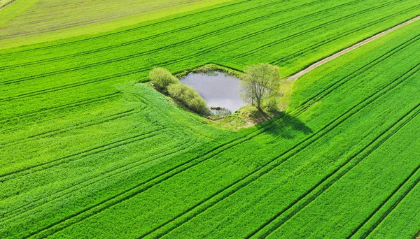 Luftaufnahme vom kleinen Teichsee wie mit Bäumen und Büschen auf einem großen Feld. grüne Oase — Stockfoto