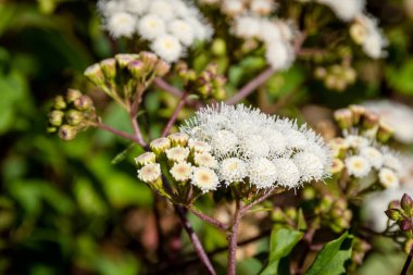 Anaphalis javanica yakın bir veya sadece yüksek irtifa dağda yaşayabilir Java Edelweiss çiçek olarak bilinen. Edelweiss, Ebedi Çiçek olarak da bilinir. Papandayan Dağı'nda güzel çiçek