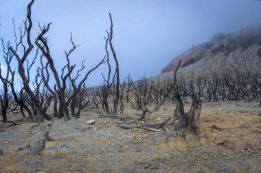 Papandayan Dağı'nın ölü ormanı turistler için en popüler yerdir. Geçmişteki volkanik patlamanın mirasının güzelliği. Papandayan Dağı Garut üzerinde yürüyüş için favori yerden biridir.