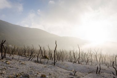 Papandayan Dağı'nın ölü ormanı turistler için en popüler yerdir. Geçmişteki volkanik patlamanın mirasının güzelliği. Papandayan Dağı Garut üzerinde yürüyüş için favori yerden biridir.