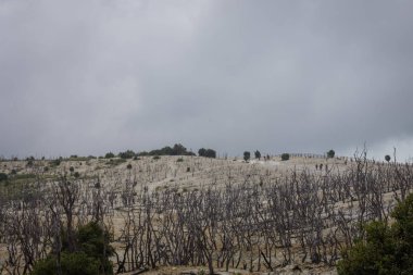 Papandayan Dağı'nın ölü ormanı turistler için en popüler yerdir. Geçmişteki volkanik patlamanın mirasının güzelliği. Papandayan Dağı Garut üzerinde yürüyüş için favori yerden biridir.