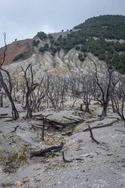 Papandayan Dağı'nın ölü ormanı turistler için en popüler yerdir. Geçmişteki volkanik patlamanın mirasının güzelliği. Papandayan Dağı Garut üzerinde yürüyüş için favori yerden biridir.