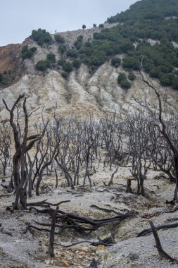 Papandayan Dağı'nın ölü ormanı turistler için en popüler yerdir. Geçmişteki volkanik patlamanın mirasının güzelliği. Papandayan Dağı Garut üzerinde yürüyüş için favori yerden biridir.