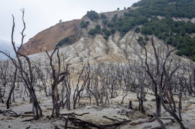 Papandayan Dağı'nın ölü ormanı turistler için en popüler yerdir. Geçmişteki volkanik patlamanın mirasının güzelliği. Papandayan Dağı Garut üzerinde yürüyüş için favori yerden biridir.