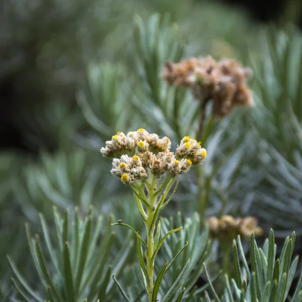 Um close-up de Anaphalis javanica ou conhecida como Java Edelweiss flor que só pode viver em montanha de alta altitude. Edelweiss também conhecido como Flor Eterna. Bela flor no Monte Papandayan — Fotografia de Stock