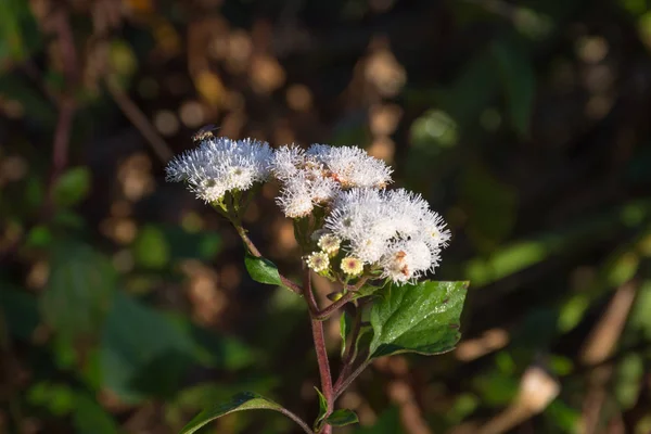 Un gros plan d'Anaphalis javanica ou fleur Java Edelweiss qui ne peut vivre que sur une montagne de haute altitude. Edelweiss également connu sous le nom de fleur éternelle. Belle fleur sur le Mont Papanday — Photo